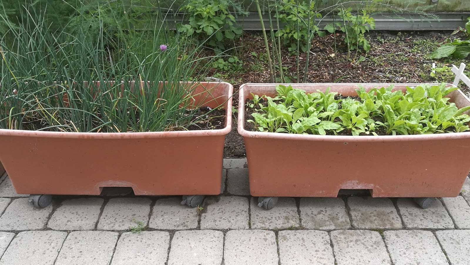 Auginti daržoves galima ir plastikiniuose konteineriuose su ratukais, kuriuos lengva transportuoti iš vienos vietos į kitą.
