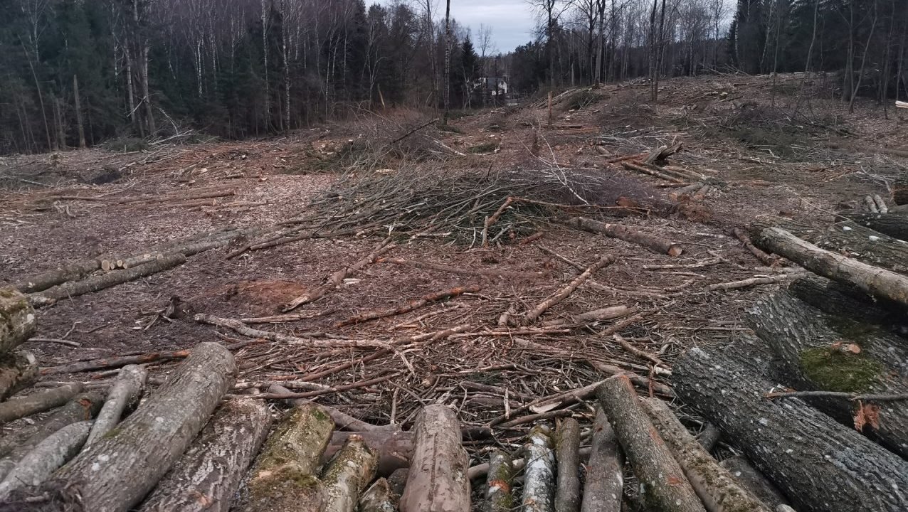 Miško kirtimas Lapių geomorfologiniame draustinyje (Skaitytojo nuotr.)