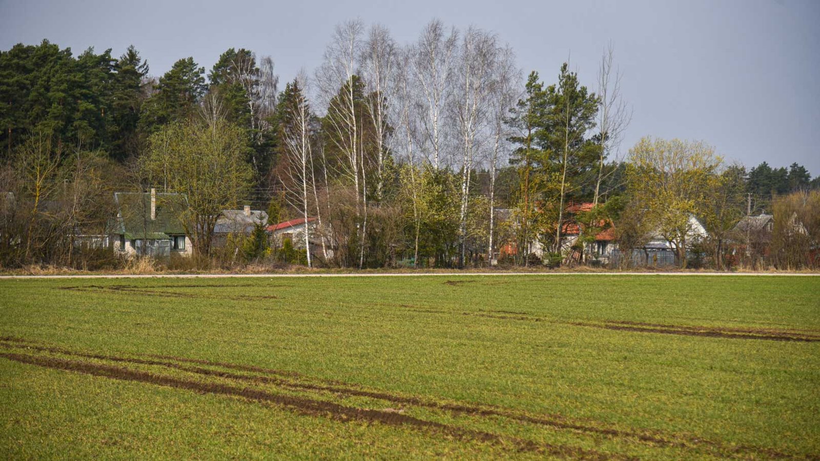 Kol kas sodų kaimynystėje žaliuoja žiemkenčiai, bet jau netrukus čia atsiras karjeras. (P. Židonio nuotr.)